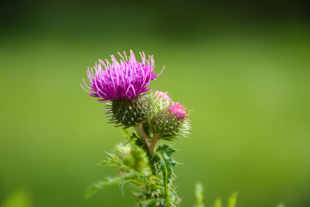 Thistle Level Photo